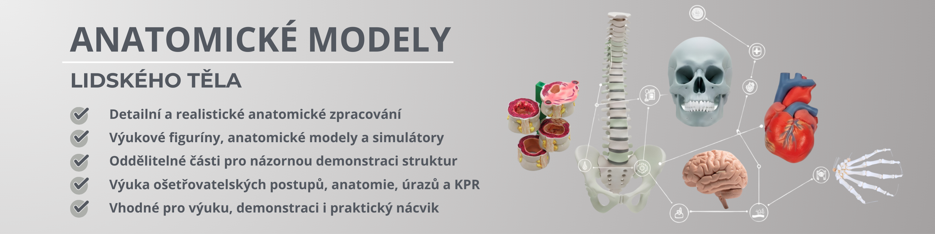 anatomické modely lidského těla